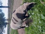 Mooie Dekram, Dieren en Toebehoren, Pluimvee, Mannelijk, Overige soorten