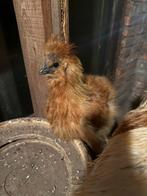 Zijde hoender haantje, Dieren en Toebehoren, Pluimvee, Mannelijk, Kip