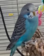 Split blackface/ Duits fallow, Dieren en Toebehoren, Meerdere dieren, Parkiet, Geringd