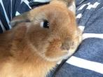 2 konijnen, Dieren en Toebehoren, Konijnen, Meerdere dieren, Middelgroot, Hangoor, 3 tot 5 jaar