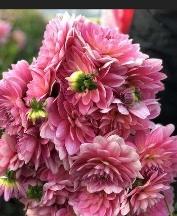Prachtige Roze Dahlia gerrie hoek beschikbaar voor biedingen