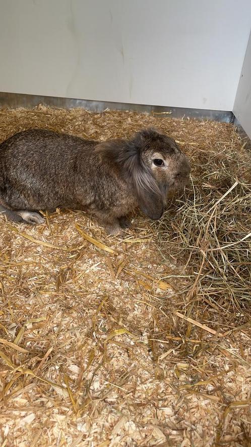 Vakantie opvang knaagdieren, Dieren en Toebehoren, Knaagdieren, Geslacht onbekend