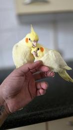 Koppel valkparkieten tam koppel, Dieren en Toebehoren, Vogels | Parkieten en Papegaaien, Meerdere dieren, Parkiet, Tam