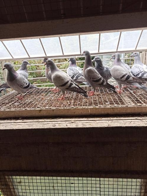 Postduiven jongeduiven, Dieren en Toebehoren, Vogels | Duiven, Postduif, Meerdere dieren