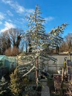 Eucalyptus Boom, Bloeit niet, Overige soorten, 400 cm of meer, Ophalen