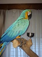 Tamme en broedrijpe blauwgele ara ( man ) !!!., Dieren en Toebehoren, Mannelijk, Papegaai, Tam