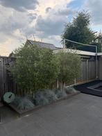 Olijven 2 stuks 3 meter hoog, Ophalen of Verzenden, Volle zon, Olijfboom, 250 tot 400 cm