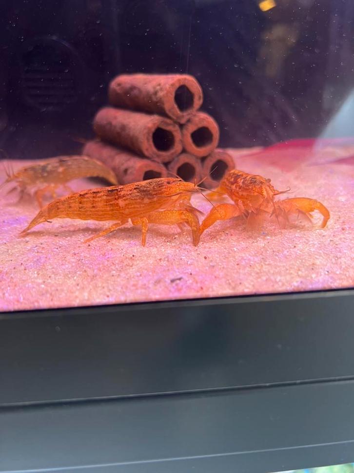 Aziatische waaierhand garnaal XXL, Dieren en Toebehoren, Vissen | Aquariumvissen, Zoetwatervis, Kreeft, Krab of Garnaal, Schoolvis