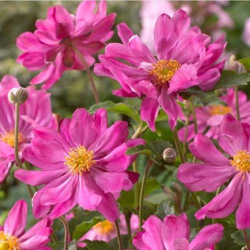 Anemone hupehensis 'Prinz Heinrich' - Anemoon AANBIEDING🌿, Tuin en Terras, Planten | Tuinplanten, Overige soorten, Volle zon