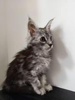 Maine Coon Kitten Poes, Dieren en Toebehoren, Poes, Ontwormd, 0 tot 2 jaar