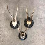 Antieke geweitjes, oud gewei, reebok geweitje, hertengewei, Ophalen