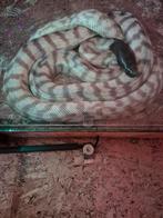 Zwartkoppython (aspidites melanocephalus), Dieren en Toebehoren, Slang, 0 tot 2 jaar