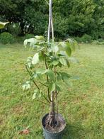 Walnoot: Juglans Chandler (geeft al walnoten), Tuin en Terras, Planten | Fruitbomen, Ophalen, Walnotenboom