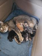 Kittens, Dieren en Toebehoren, Katten en Kittens | Raskatten | Korthaar