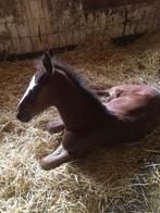 Hulp met uitmesten paarden stallen, Ophalen