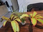 Aquarium nep planten, Dieren en Toebehoren, Ophalen, Gebruikt, Sierelement