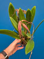 Orchidee Bulbophyllum Elizabeth Ann p12 (6)