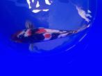 Japanse koi 35-40cm  (Marusei Hirasawa), Karper of Koi