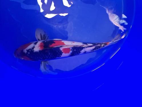 Japanse koi 35-40cm  (Marusei Hirasawa), Dieren en Toebehoren, Vissen | Vijvervissen, Karper of Koi
