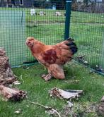 Kruising Zijdehoen cochin kriel haantje 3,5mnd lief en tam, Dieren en Toebehoren, Pluimvee, Mannelijk, Kip