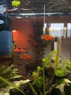 Platy’s vissen, Dieren en Toebehoren, Vis