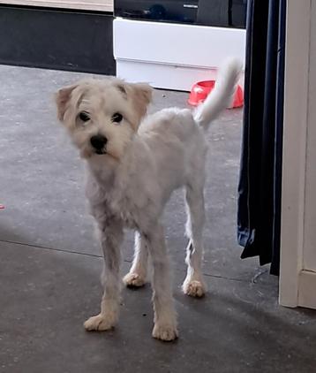 Buddy 20 mei in Nederland  beschikbaar voor biedingen
