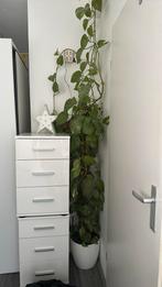 Plant Epipremnum aureum incl pot, Ophalen, Overige soorten, Minder dan 100 cm