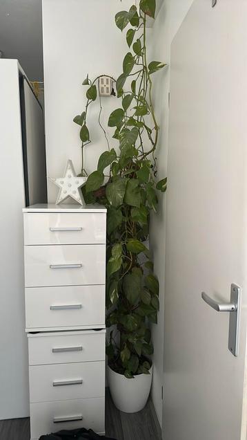 Plant Epipremnum aureum incl pot beschikbaar voor biedingen