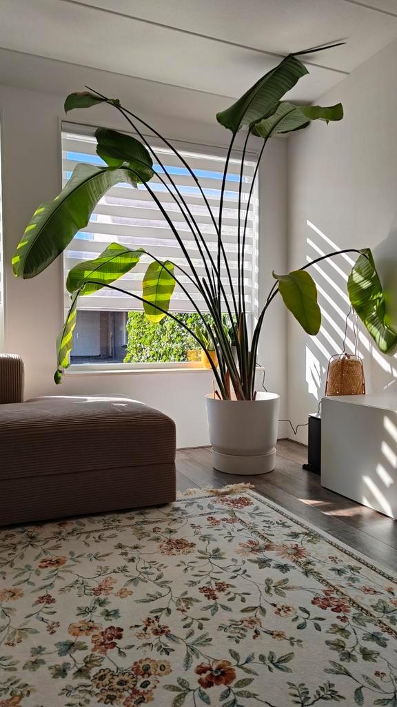 Grote Stretlizia Nicolai 270cm inclusief pot, Huis en Inrichting, Kamerplanten, Overige soorten, 200 cm of meer, Groene kamerplant