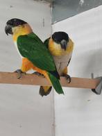 Kweekkoppel zwartkop caiques 2006, Dieren en Toebehoren, Vogels | Parkieten en Papegaaien, Meerdere dieren, Papegaai, Geringd