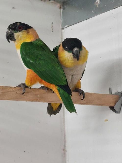 Kweekkoppel zwartkop caiques 2006, Dieren en Toebehoren, Vogels | Parkieten en Papegaaien, Papegaai, Meerdere dieren, Geringd