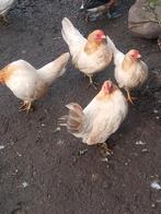 Serama kippetjes 2025, Dieren en Toebehoren, Pluimvee, Vrouwelijk, Kip