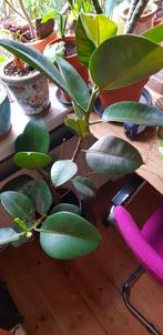Ficus Elastica Robusta, Huis en Inrichting, Ophalen, Ficus