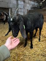 Lieve nubische geit van 2024!, Vrouwelijk, Geit