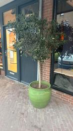 Prachtige olijfboom te koop! 200 cm inclusief pot, Volle zon, Ophalen of Verzenden, 100 tot 250 cm, Olijfboom