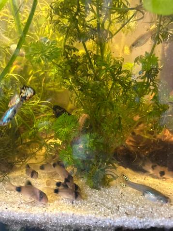 Corydora Panda beschikbaar voor biedingen