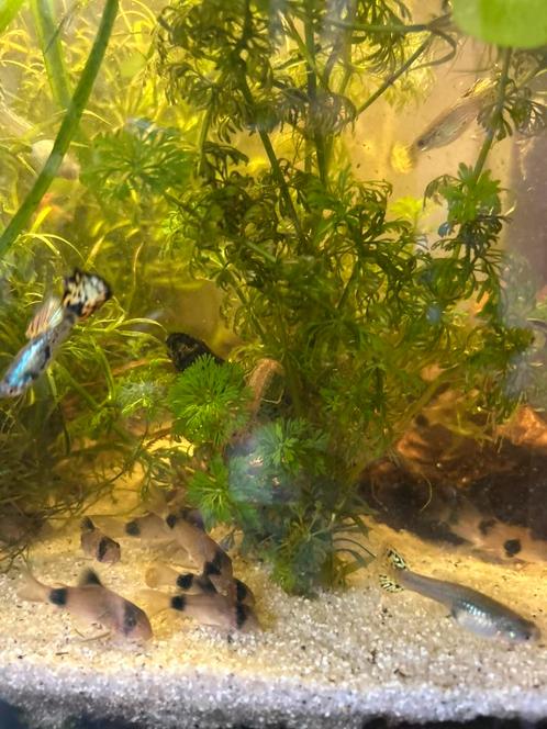 Corydora Panda, Dieren en Toebehoren, Vissen | Aquariumvissen, Vis
