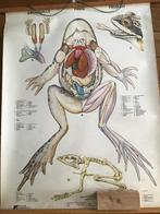 Schoolplaat kikker, Antiek en Kunst, Ophalen, Natuur en Biologie