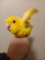 Handtamme catharina parkieten Limburg België, Meerdere dieren, Parkiet, Geringd