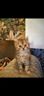 Maine coon kitten te koop.  (Vrouwtje), Dieren en Toebehoren, Katten en Kittens | Raskatten | Langhaar, Poes, Ontwormd, 0 tot 2 jaar