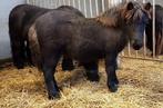 Grote maat zwart shetlander hengst veulen, Dieren en Toebehoren, Pony's, Niet van toepassing, 0 tot 2 jaar, Hengst, A pony (tot 1.17m)