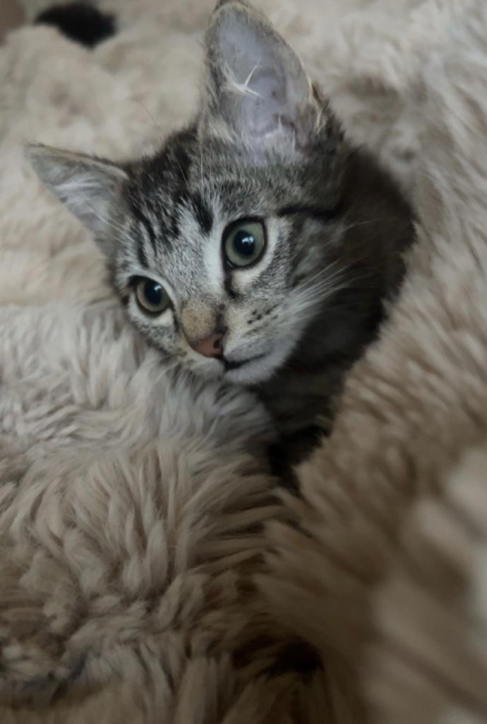 Kittens zoeken fijn thuis, Dieren en Toebehoren, Katten en Kittens | Raskatten | Korthaar, Meerdere dieren, 0 tot 2 jaar, Ontwormd