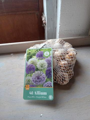 Actie Allium wit & paars  beschikbaar voor biedingen