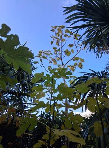 Anna Paulownia tomentosa boom beschikbaar voor biedingen