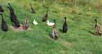 Indische loopeenden Gratis, Dieren en Toebehoren, Pluimvee, Meerdere dieren, Eend