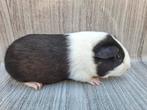 Leuk zwart bont beertje, Dieren en Toebehoren, Knaagdieren, Mannelijk, Cavia, Na 1 juli 2024, Tam