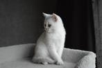 Prachtige britse korthaar kittens, Dieren en Toebehoren, Meerdere dieren, Ontwormd, 0 tot 2 jaar