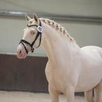 Chupa chups de care ter dekking, Dieren en Toebehoren, Paarden en Pony's | Dekhengsten en Fokmerries, Hengst