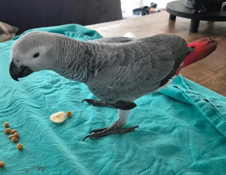 Lorre & Co Super lieve grijzeroodstaart papegaaitjes, Dieren en Toebehoren, Vogels | Parkieten en Papegaaien, Papegaai, Meerdere dieren