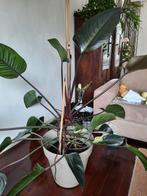 Philodendron, Huis en Inrichting, Kamerplanten, Ophalen, Halfschaduw, Minder dan 100 cm